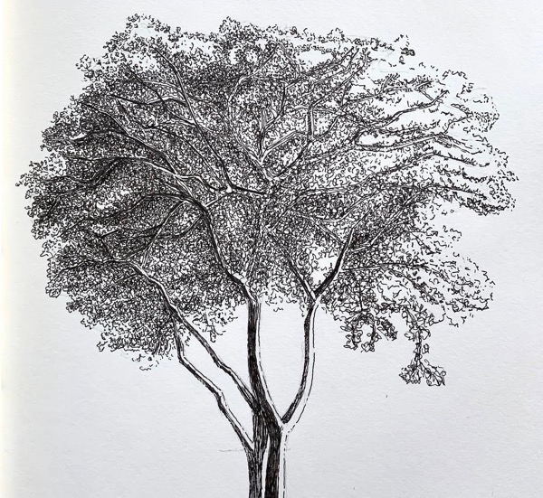 Spreading tree