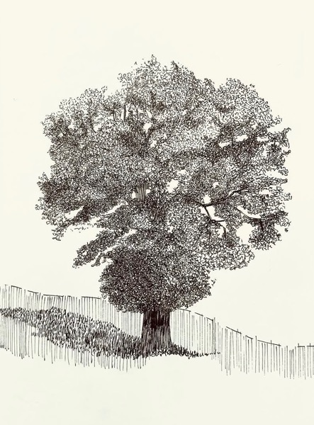 Tree by fence