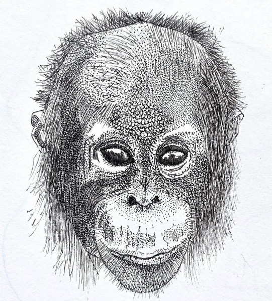 Orangutan
