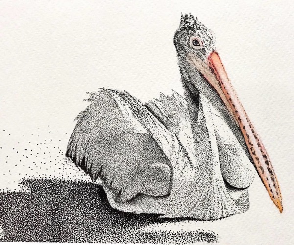Pelican