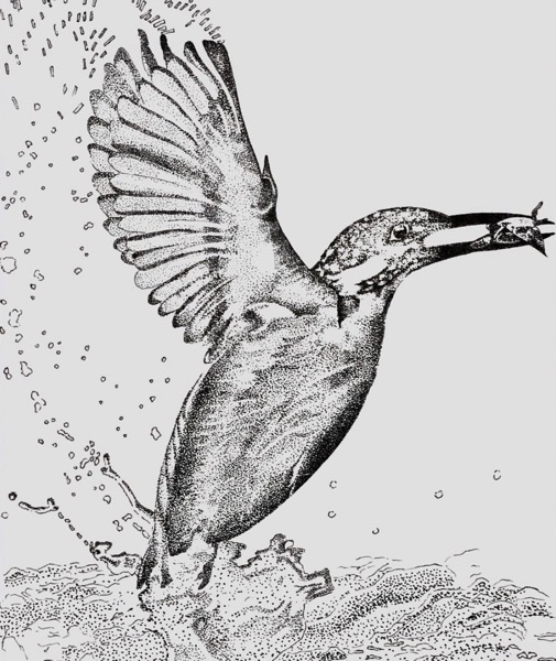 Kingfisher