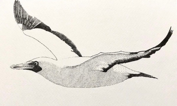 Gannet in flight