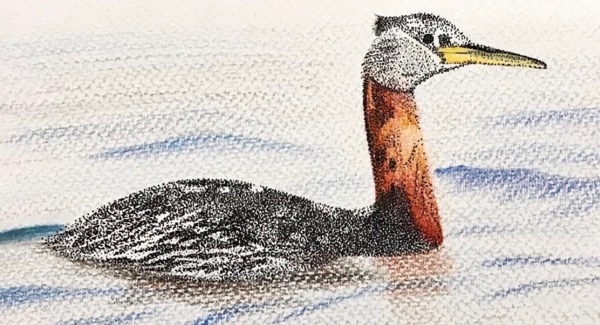 Grebe