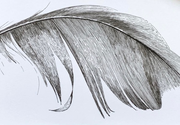 Feather